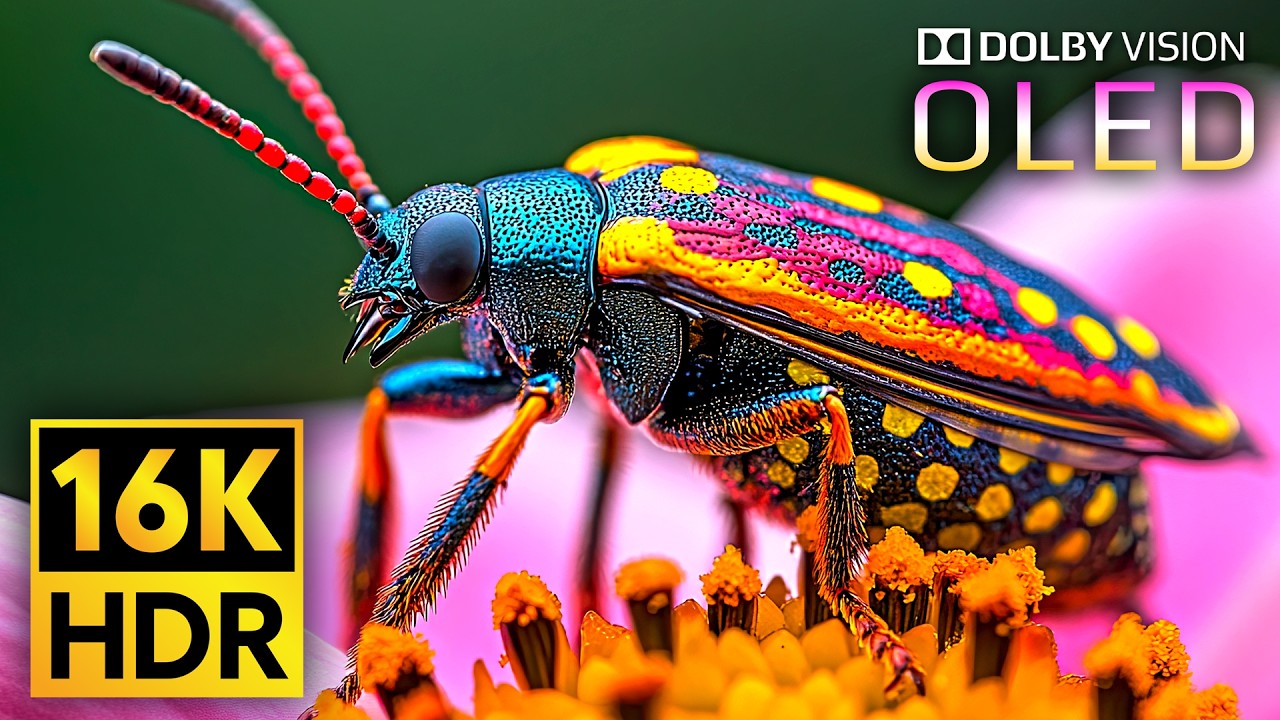 Ultimate Dolby Vision 16K HDR 240fps Video for TV 📺