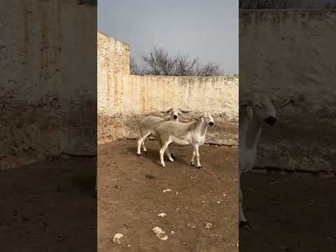 خروف العيد | كبش العيد