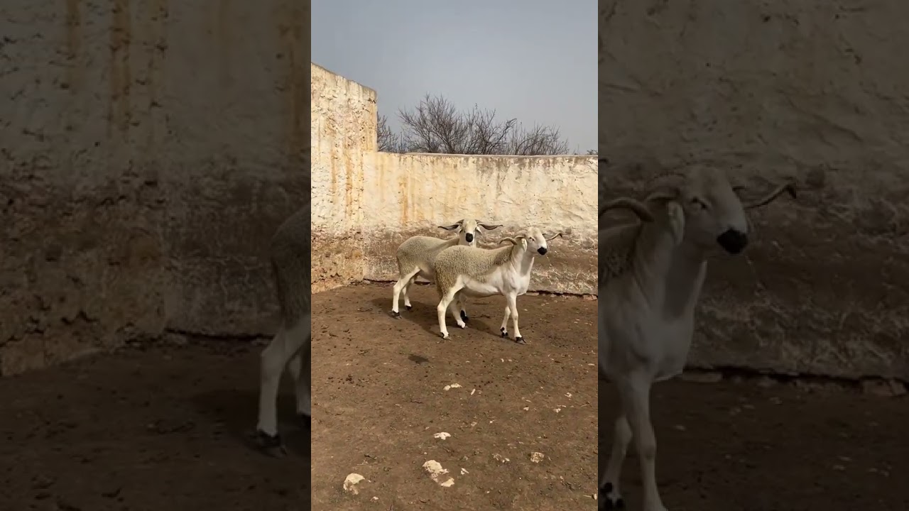 كل ما تحتاج معرفته عن خروف العيد 2023: الأسعار، الحكايات، والنصائح 🐑