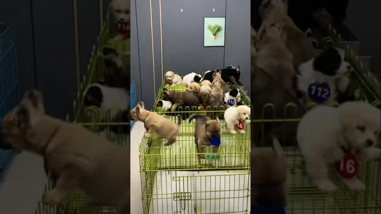 Adorable Baby Dog Moments 🐶