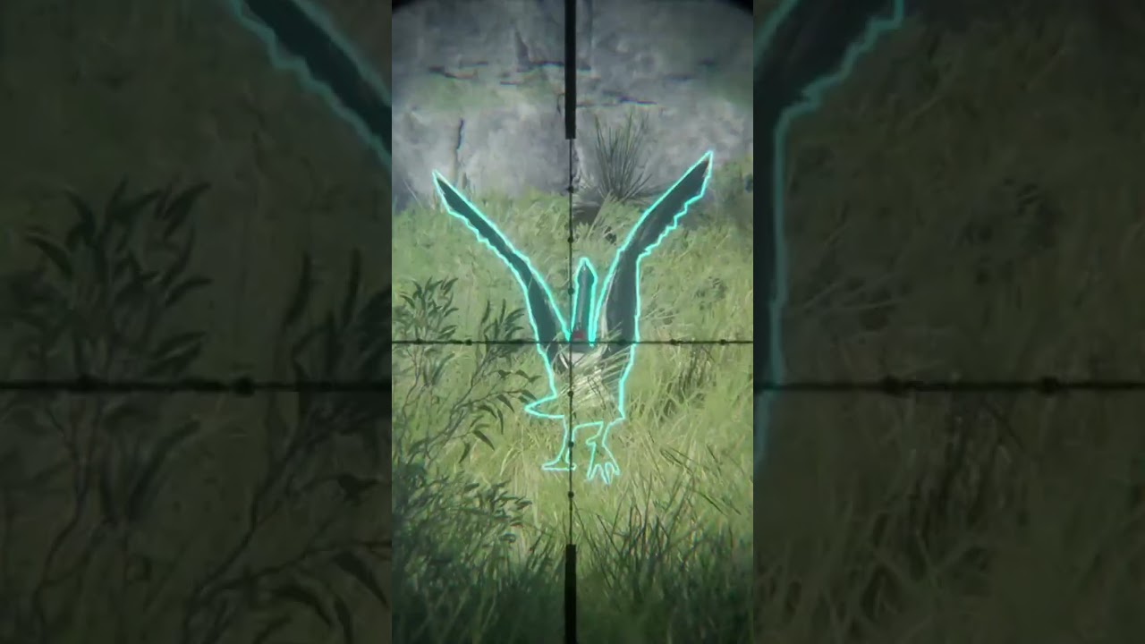 Diamond Magpie Goose on Tamba Coast! 🦆