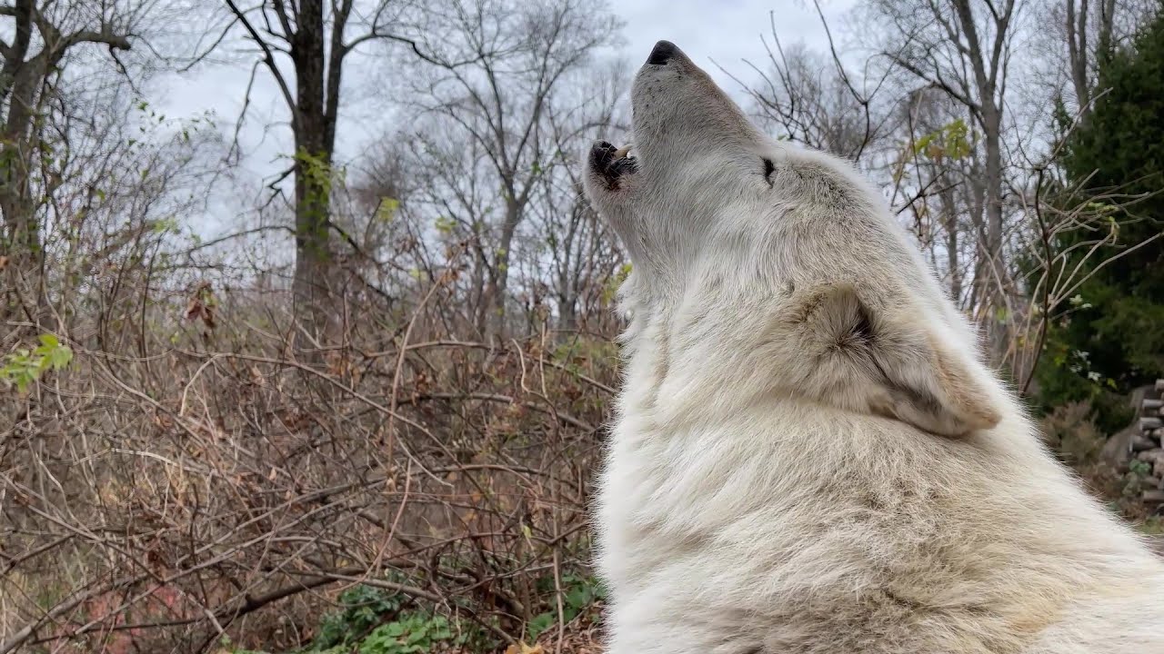 Gray Wolf Nikai Howls on Gloomy Day 🐺