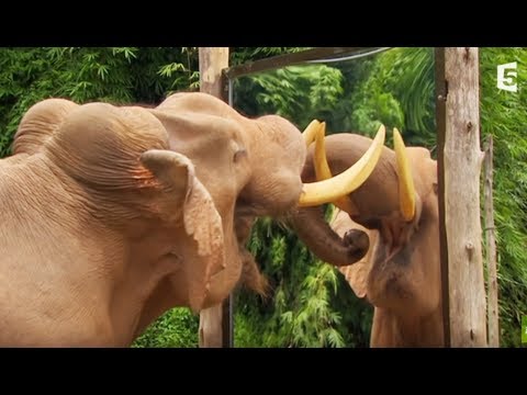La preuve de l'intelligence des éléphants - ZAPPING SAUVAGE