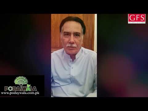 hashim butt giving feedback about podaywala