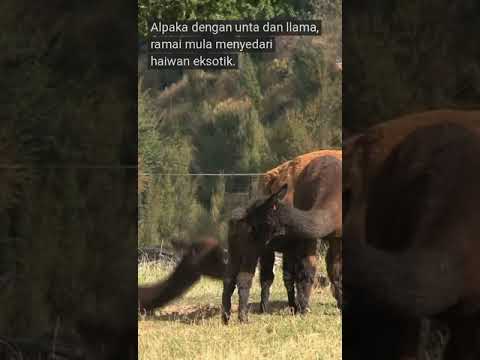 Alpaka bukan unta mini