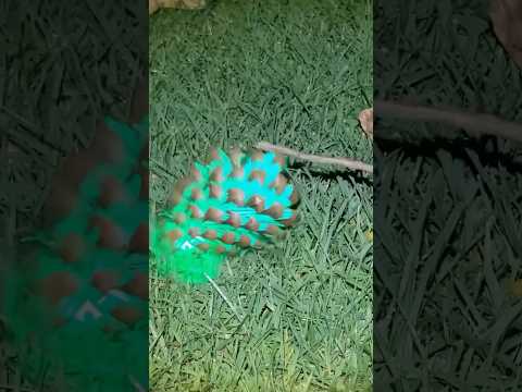 The Comet Cone: a mundane object hiding a secret, photic 'scream' and a rapid flight.