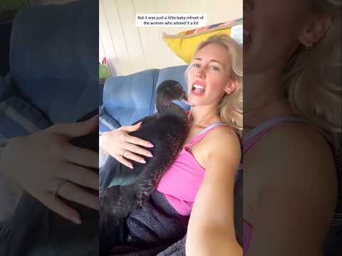 A fateful encounter #wildliferescue #babyanimal #animalrescue #duck #short