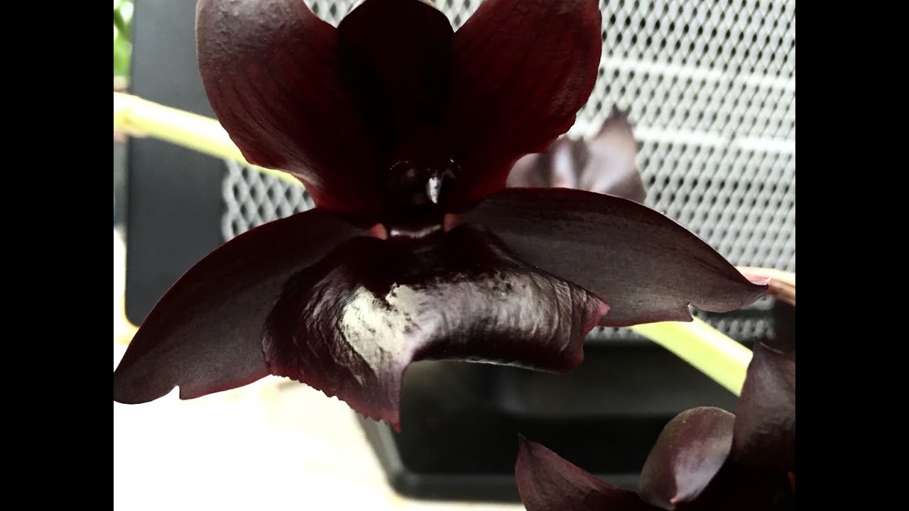 Orchid Care: Monnierara Millenium Magic 'Witchcraft' Bloom 🌸