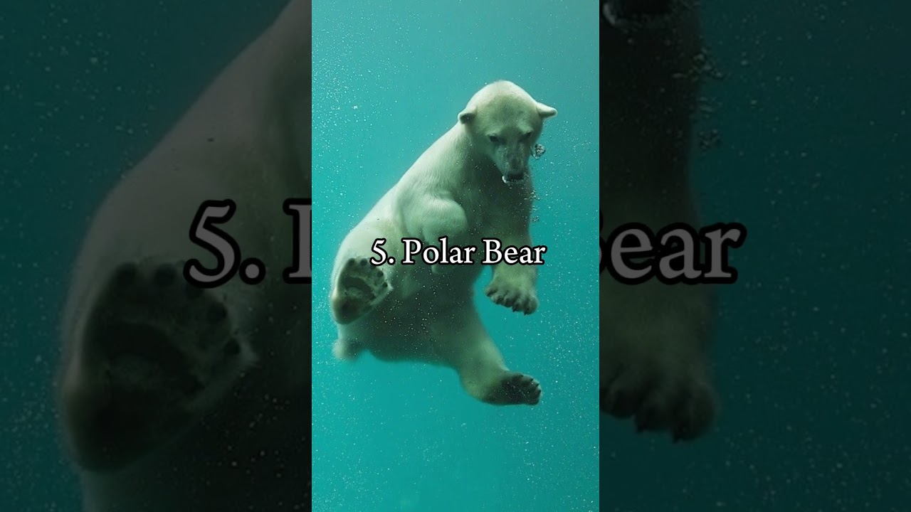 Top 10 Most Dangerous Animals in the World 🦁