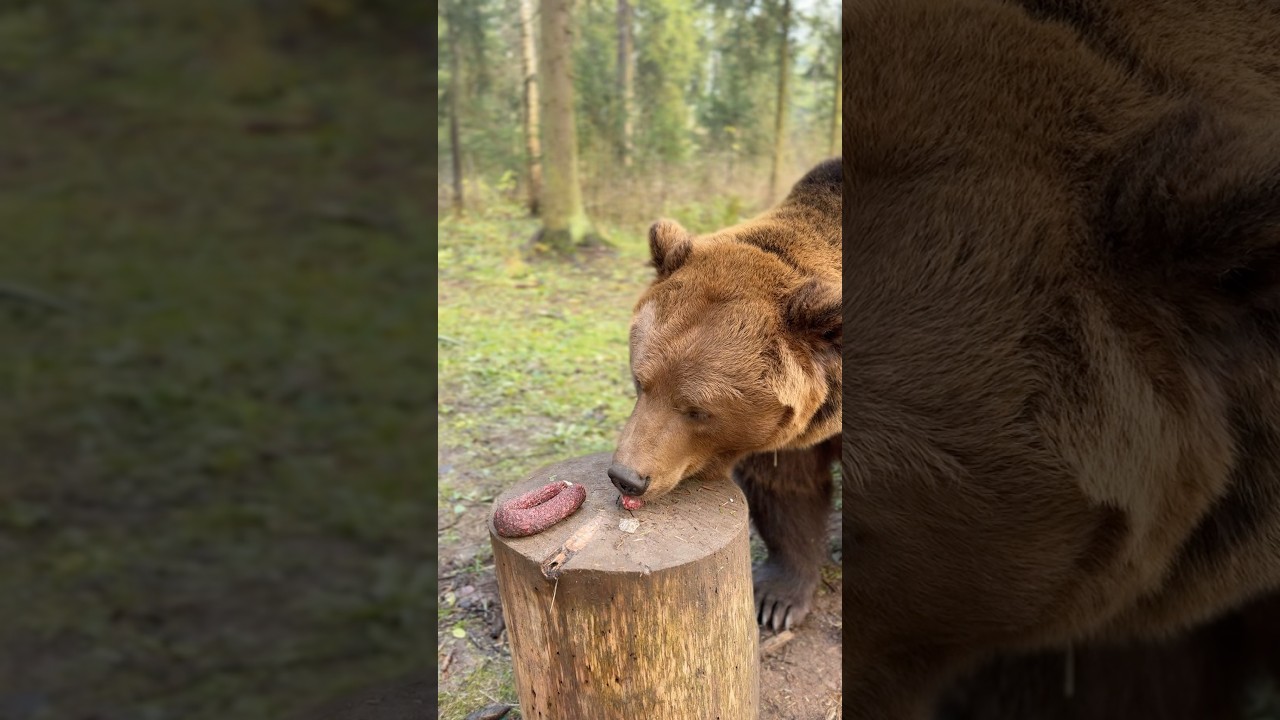 2 Медведь Том: Фото и Видео с Медвежонком | Личный Блог и Идеи для Съемок