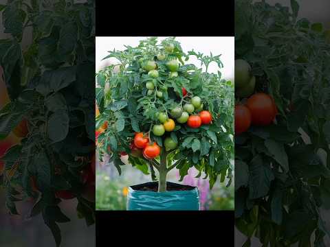 Grow Tomatoes Like a PRO with This 1 Simple Trick!