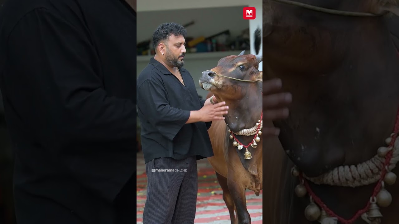 അർജുൻ ചേട്ടൻ കൊണ്ടുവന്ന ജെല്ലിക്കെട്ട് സമ്മാനം 🎁