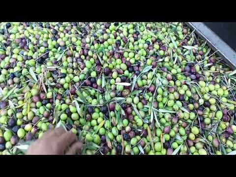 ¿Esperar tu turno o coger aceitunas? ¡Descubre la diferencia! 🥇