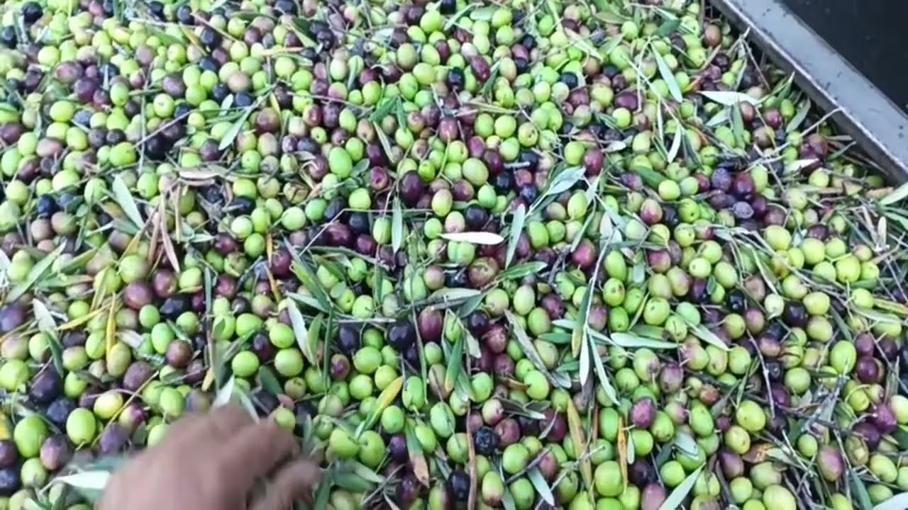 ¿Esperar tu turno o coger aceitunas? ¡Descubre la diferencia! 🥇