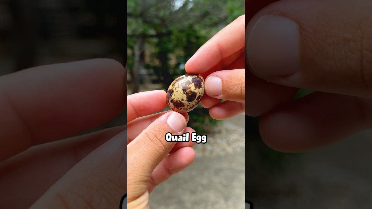 What Do Quail Eggs Look Like? 🥚