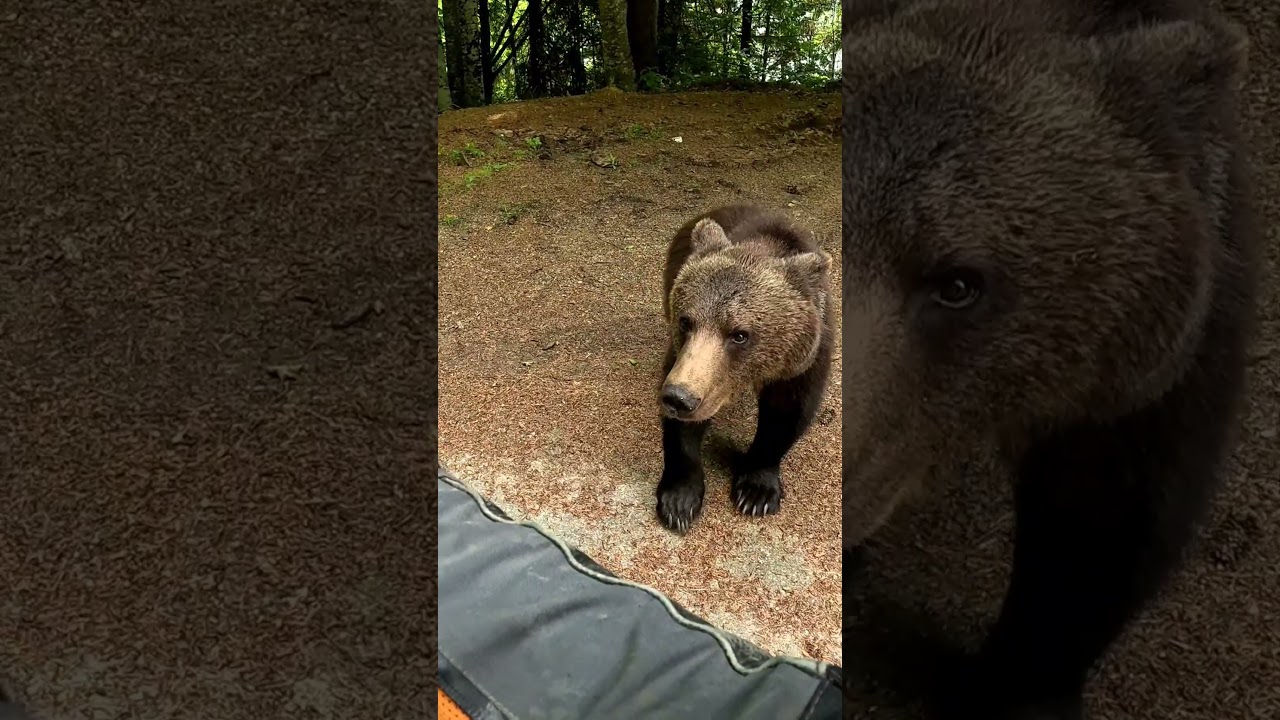 Bear Attempts to Hug Human at Transfagarasan, Romania