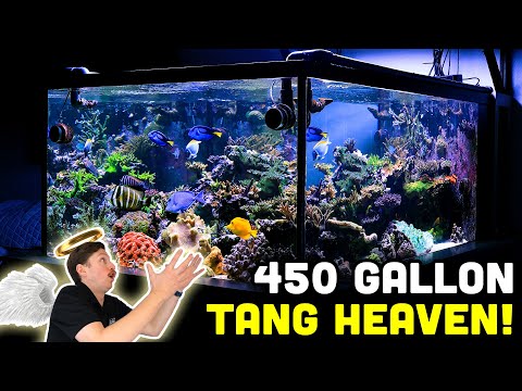 450 Gallon Reef Tank Tour! HYDROS Powered Fish Room!