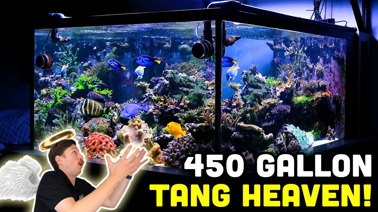450 Epic 450-Gallon Reef Tank Tour with HYDROS! 🌊 Inside the Ultimate Fish Room