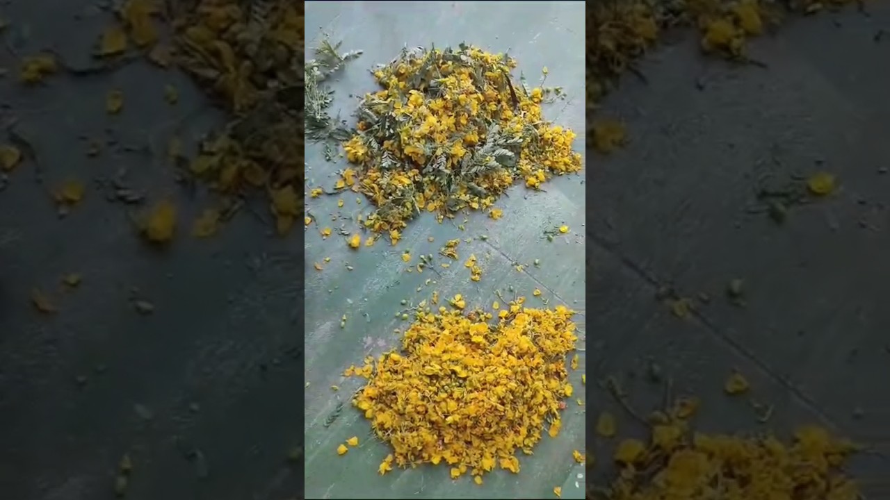 ஆவாரம் பூ பொடி: இயற்கை சிகிச்சை 🌿