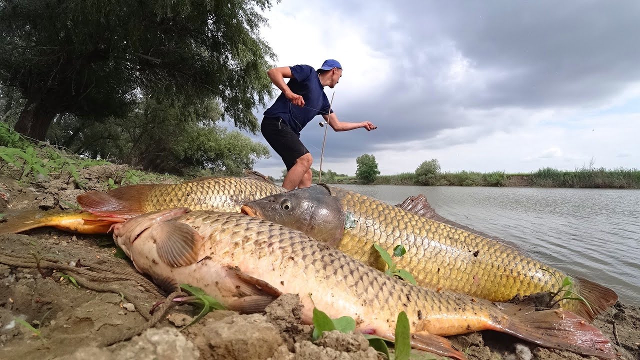 Удивительный улов сазана на макуху 🎣