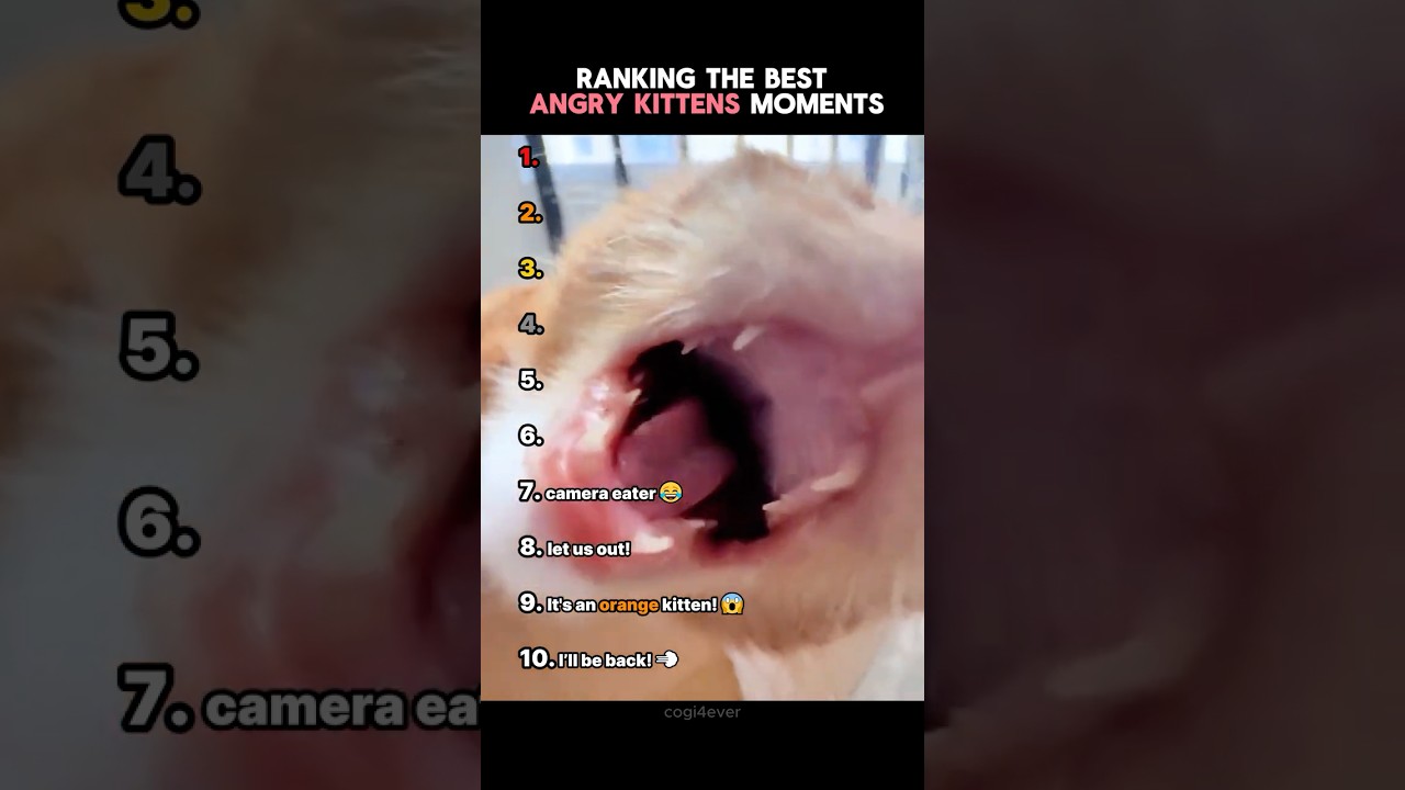 Ranking The Best Angry Kitten Moments!