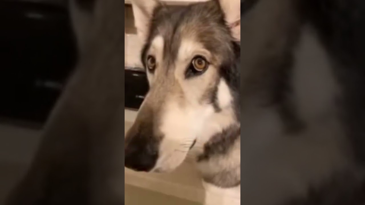 Поднимись настроением с этим видео! 😄