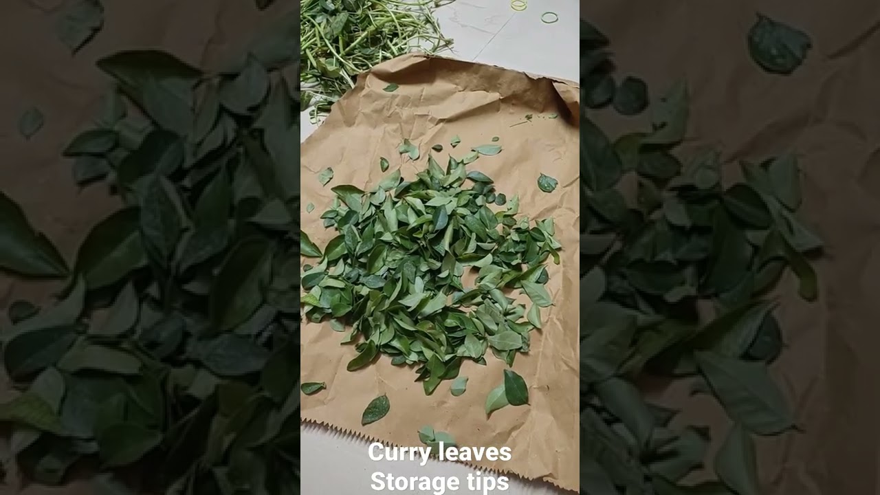 How to store curry leaves  fresh  for a month in the fridge| kitchen tips| video shorts###