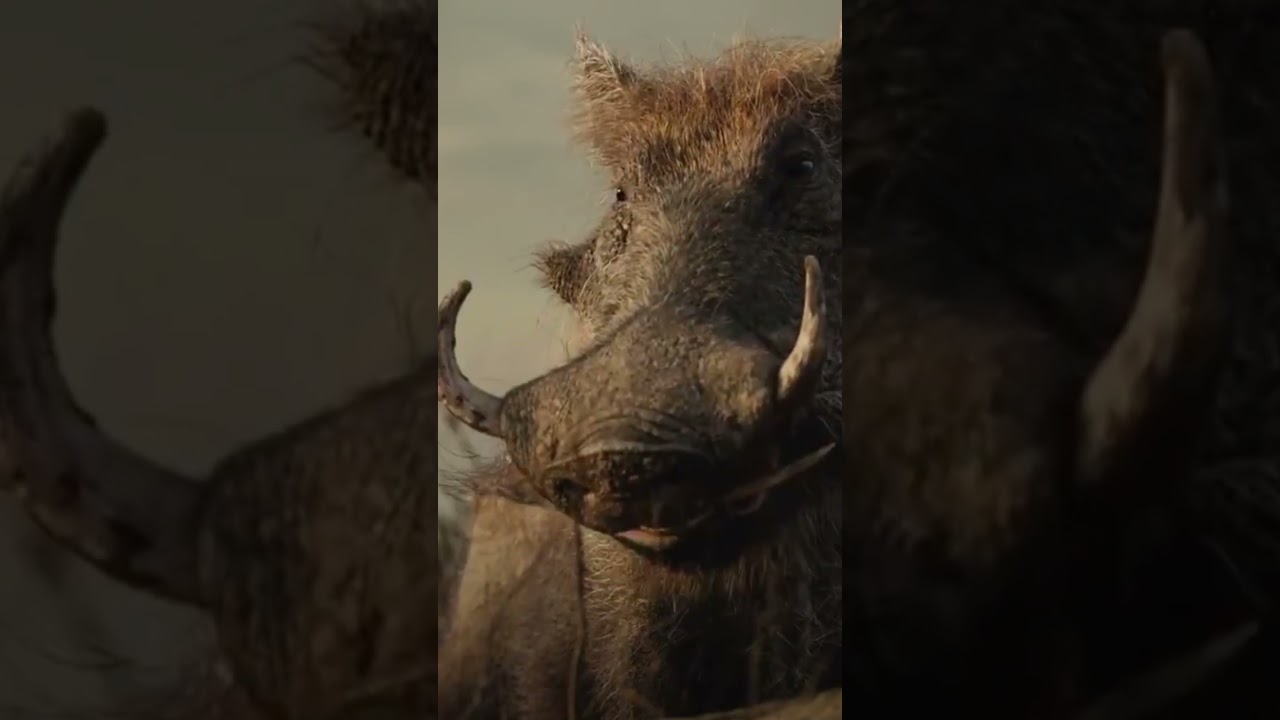 Insta Movies: Comedy & Fun in Pakistan ๐ต๐ฐ