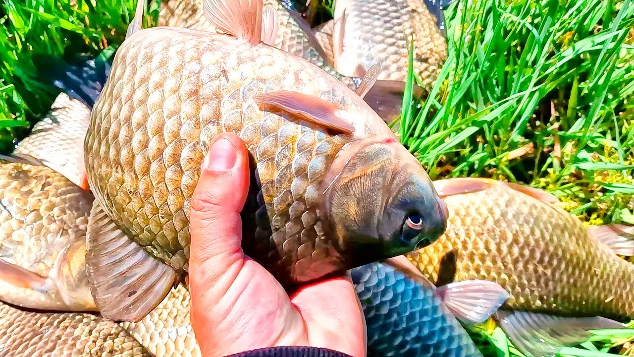 Килограммовые караси на поплавок! 🐟