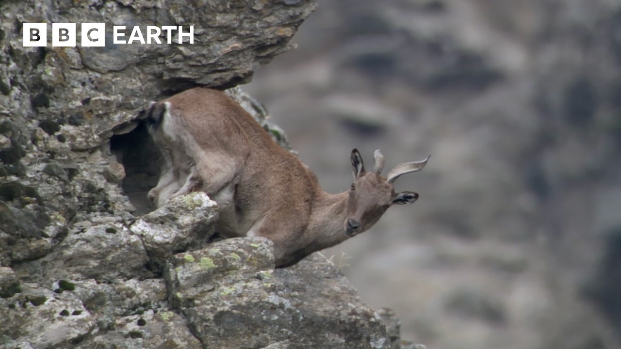 Top 10 BBC Earth Moments of 2024 π¦