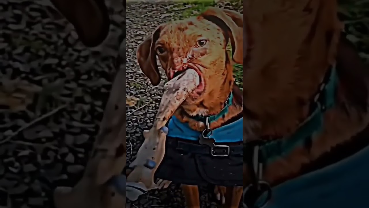 Respect This Dog's Feelings 🐶