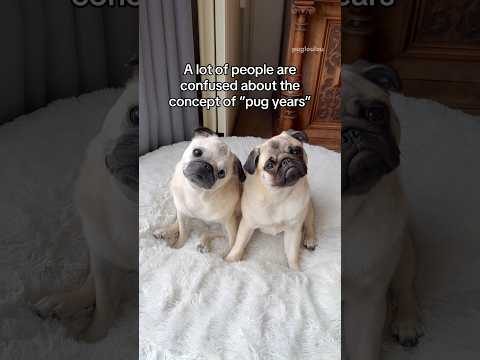 The one and ONLY guide when it comes to PUG YEARS πΆπΌπ #pug #dog #shorts