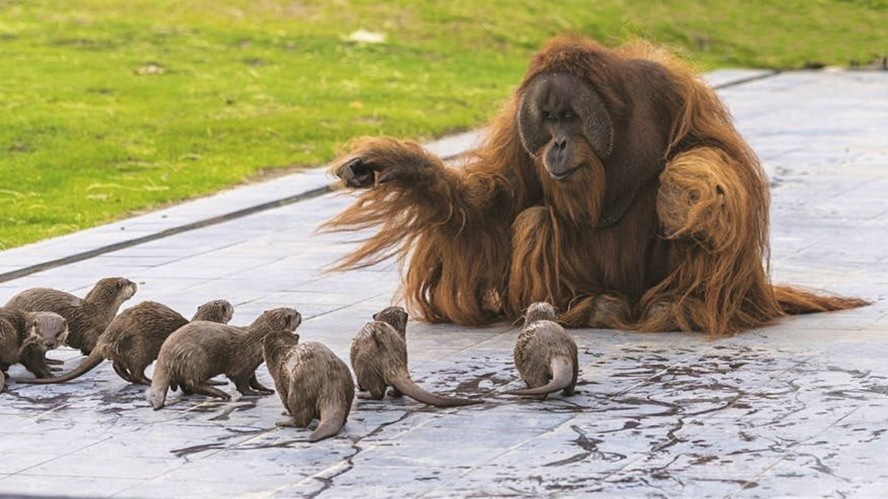 Hilarious Animal Moments That Will Make You Laugh Out Loud! 🐾