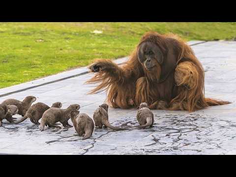 You Will Die Laughing At These FUNNY Animal 🤣 Funniest Animals Video 2025