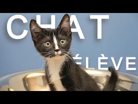 SI LES ÉLÈVES ÉTAIENT DES CHATS