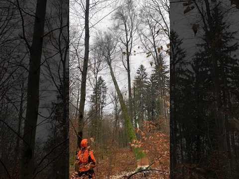 Buchen Einschlag #forstwirtschaft #wood #waldarbeit #chainsaw #woodworking #wald #forsttechnik