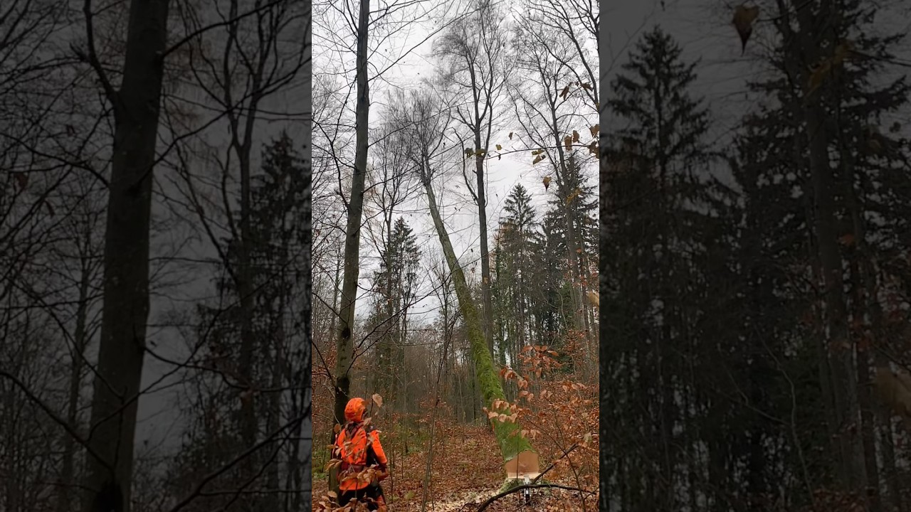 Effektive Holzarbeiten im Forst: Tipps & Technik 🌲