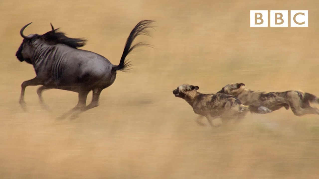 Wild Dogs' Amazing Relay Hunting Strategy 🐾