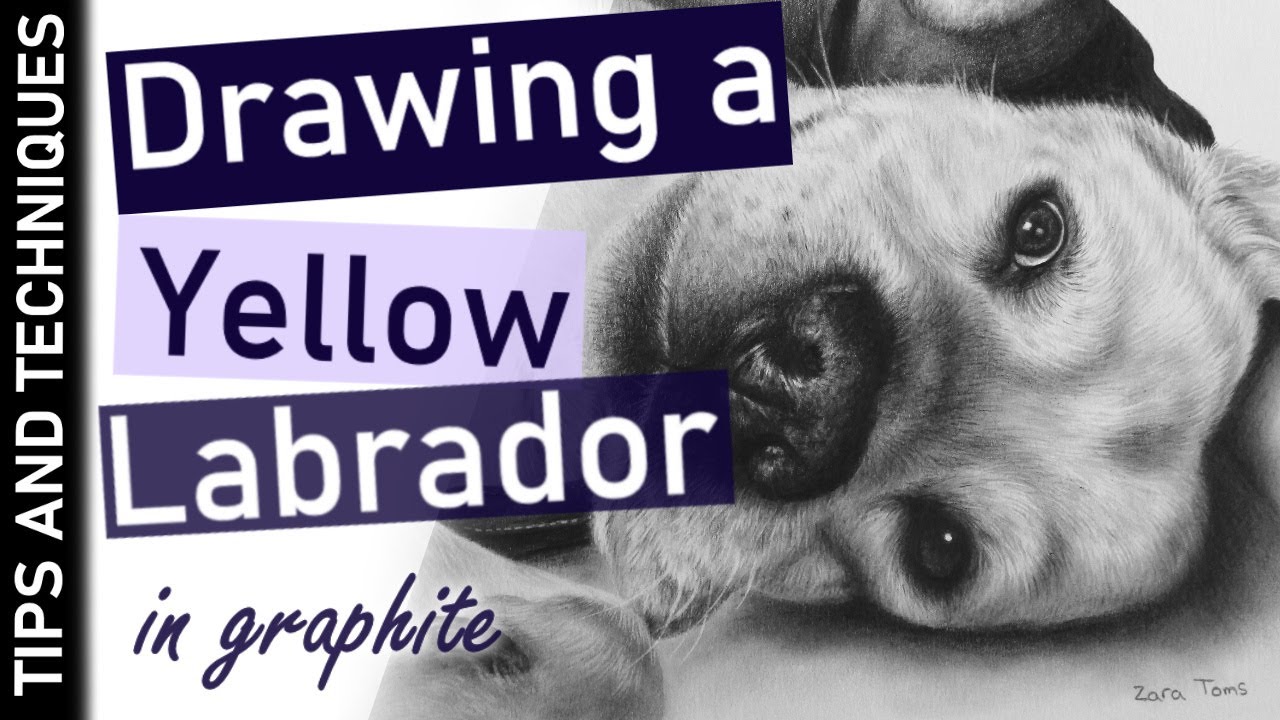 Drawing a Yellow Labrador in Graphite 🖊️
