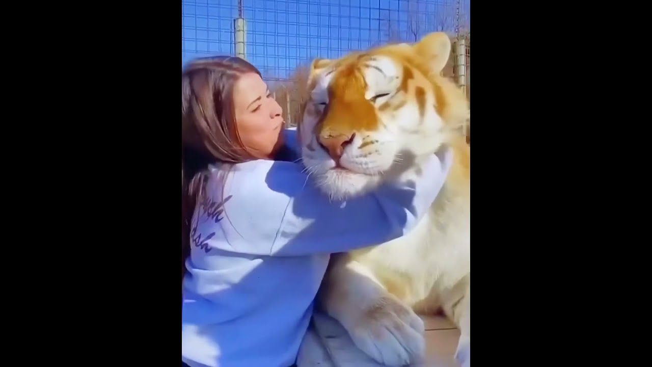 Cute Tiger Enjoys Hugs 🐅