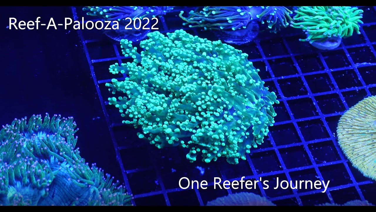 Reef-A-Palooza NY 2022 Highlights 🌊