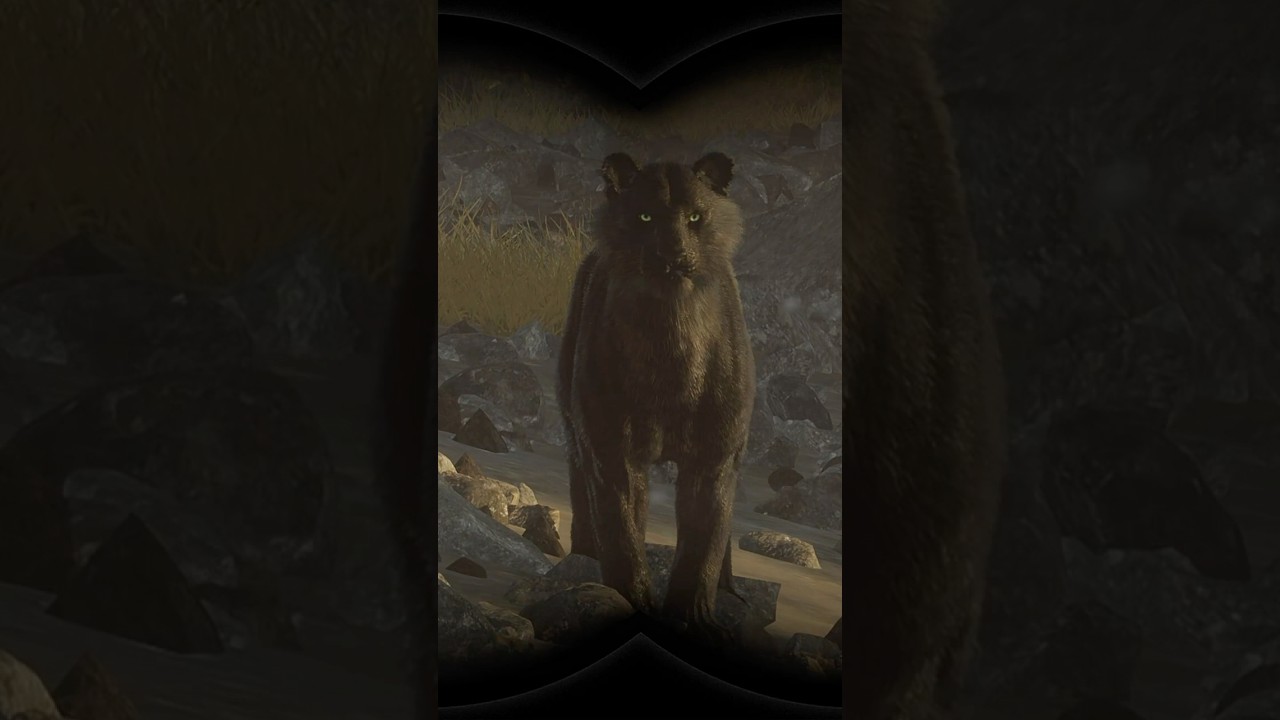 Gold Level 7 Melanistic Bengal Tiger Attack π
in Sundarpatan