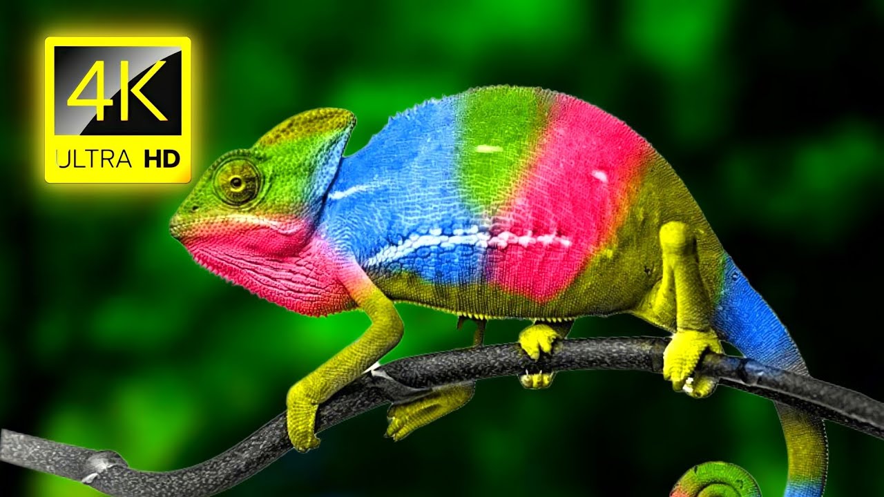 Chameleon Color Change in Stunning 4K 🦎