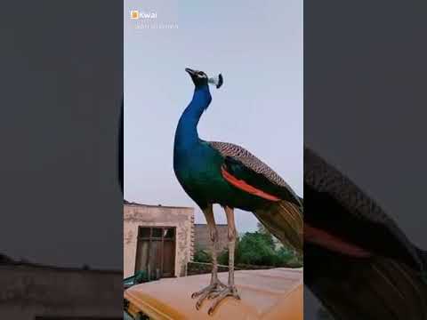 Merdu Suara Burung Merak 🦚