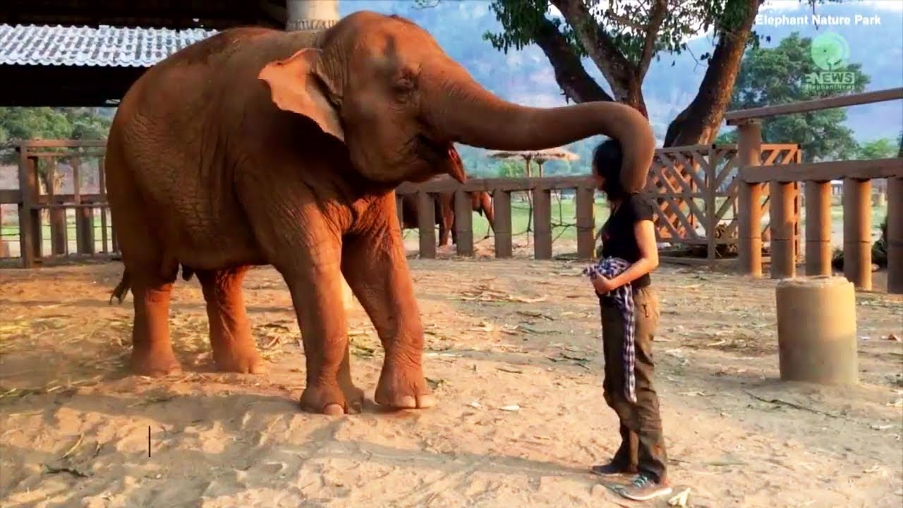 Heartwarming Animal Hugs 🐾