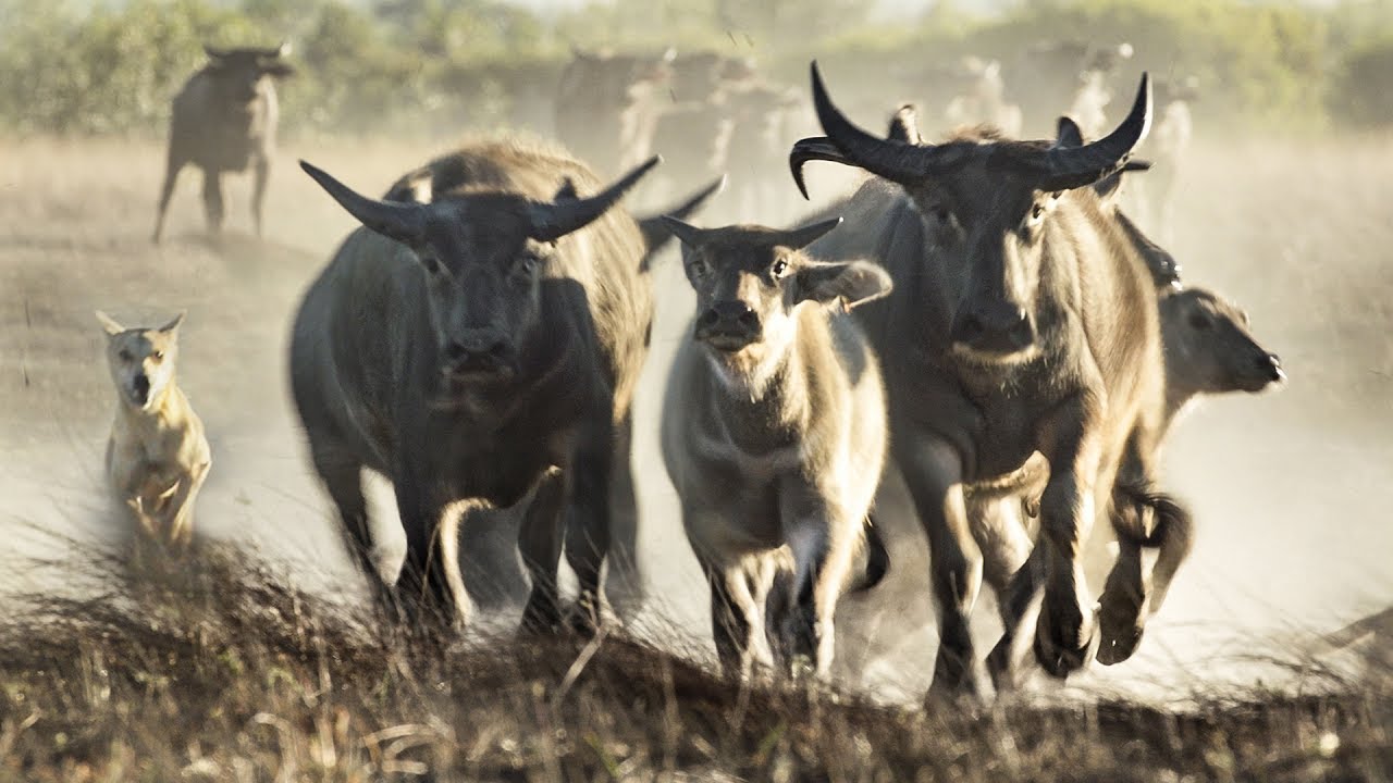 Rare Footage: Dingoes Hunt Water Buffalo in Australia 🐾