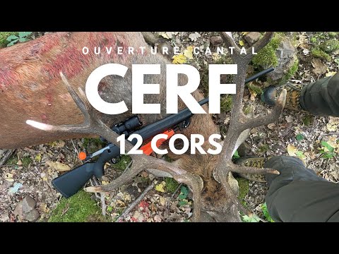 PREMIÈRE BATTUE - PREMIER CERF 12 CORS ! 🦌
