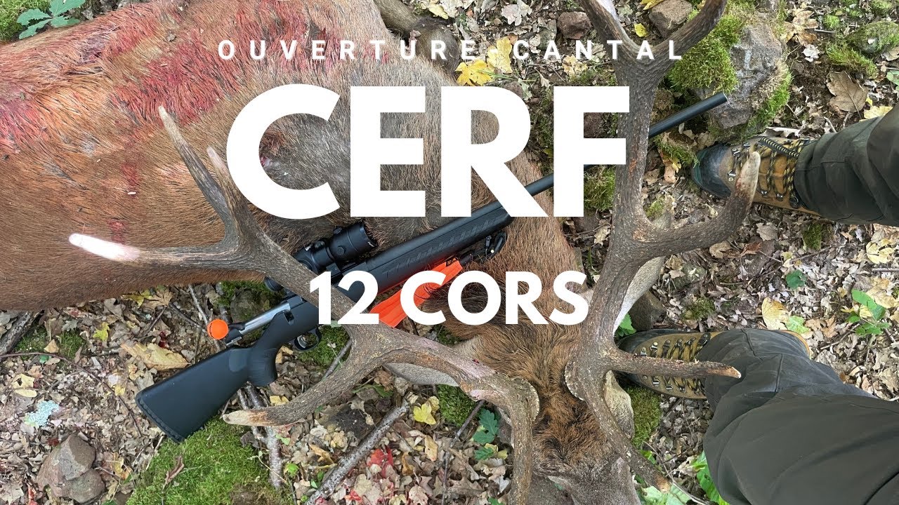 Première battue de la saison : mon premier cerf de 12 cors en Cantal 🦌