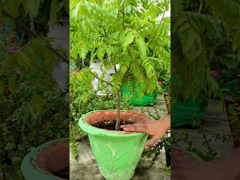 рдХреЬреА рдкрддреНрддрд╛ рдЧрдорд▓реЗ рдореЗрдВ рднреА рд╣реЛрдЧрд╛ рдЬрдВрдЧрд▓ рдЬреИрд╕рд╛ рдШрдирд╛ || curry leaf plant care tips. #curryleafplant