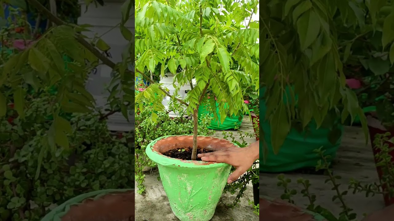 गमले में कड़ी पत्ता पौधे को जंगल जैसा घना बनाने के आसान तरीके 🌿